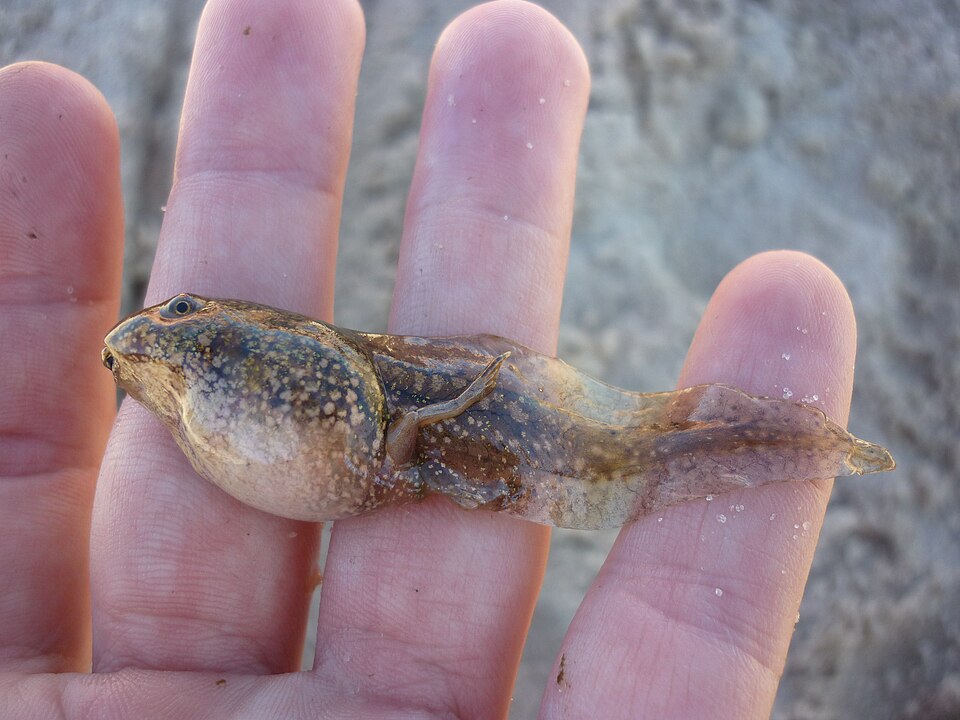 File:Pelophylax ridibundus3.JPG