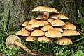 Image 23Pholiota squarrosa growing at the base of a tree (from Mushroom)
