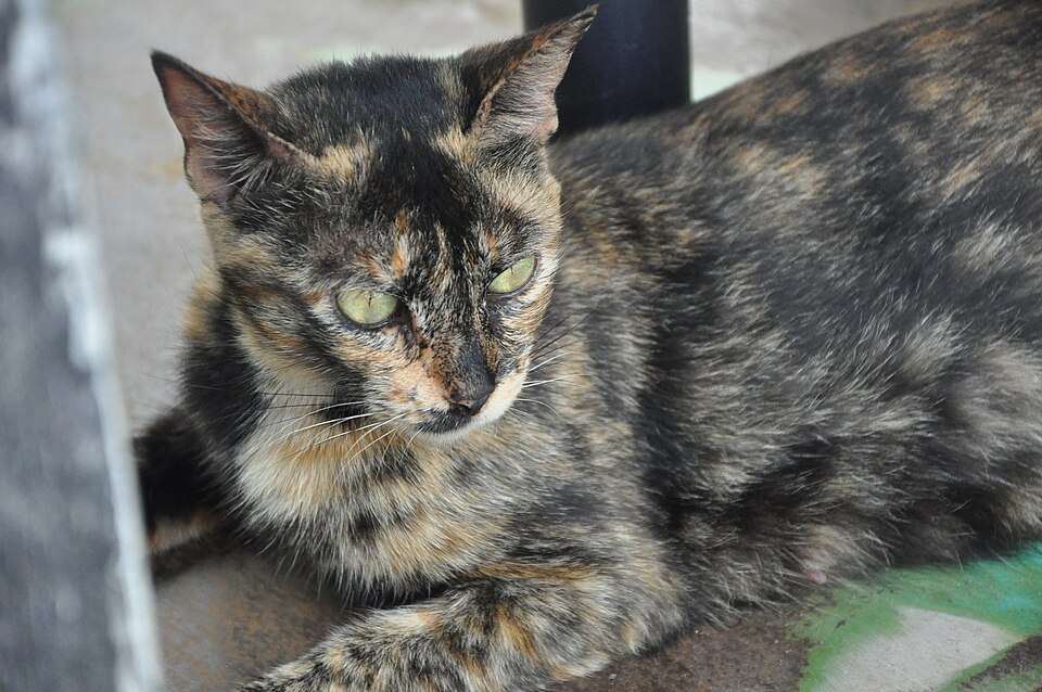 File:The Resting Cat.JPG