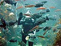 February 18thA surface supplied diver