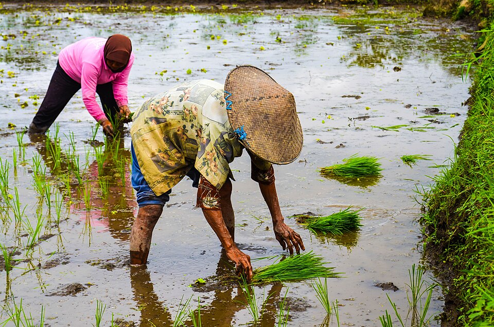 File:Asia Rice paddy.jpg