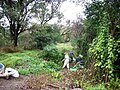 Bush_regeneration_Bray_Avenue_Earlwood