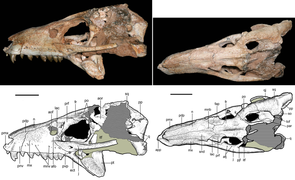 File:Caipirasuchus stenognathus.png