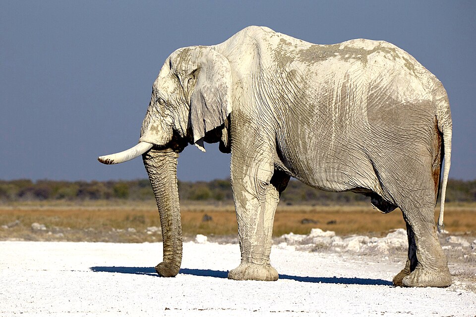 File:Elephant Bull Trunk 2019-07-27.jpg