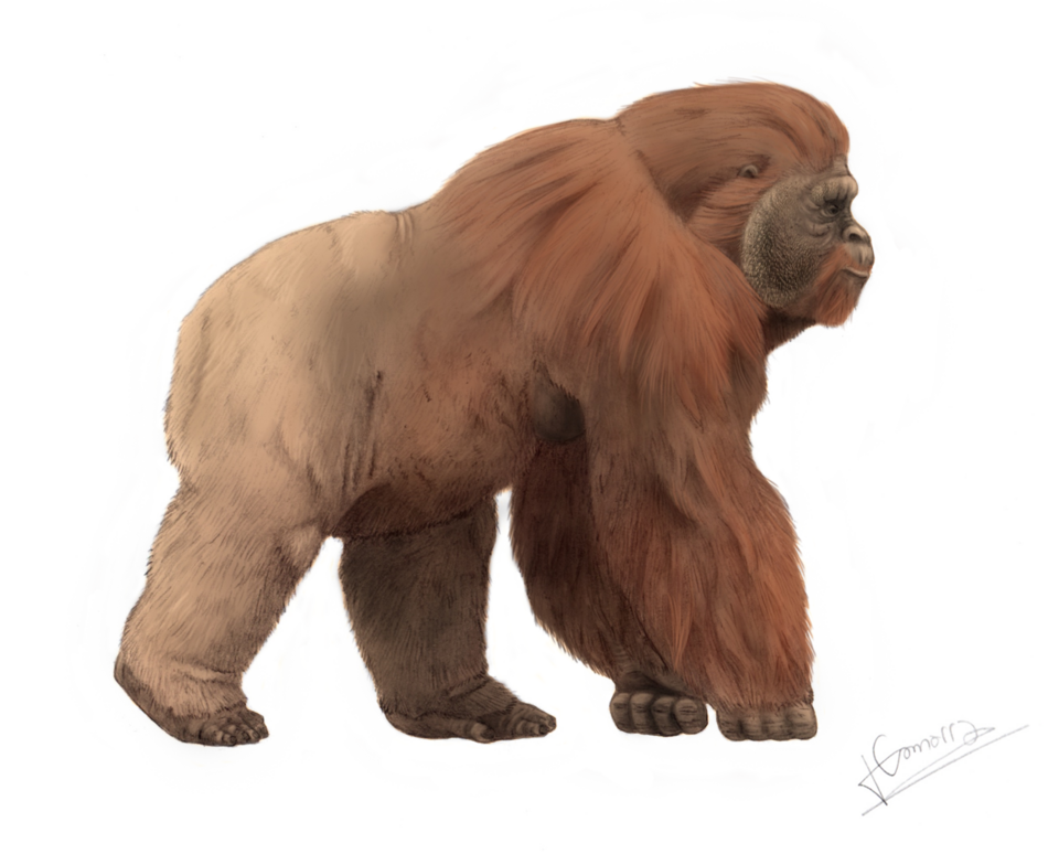 File:Gigantopithecus.png