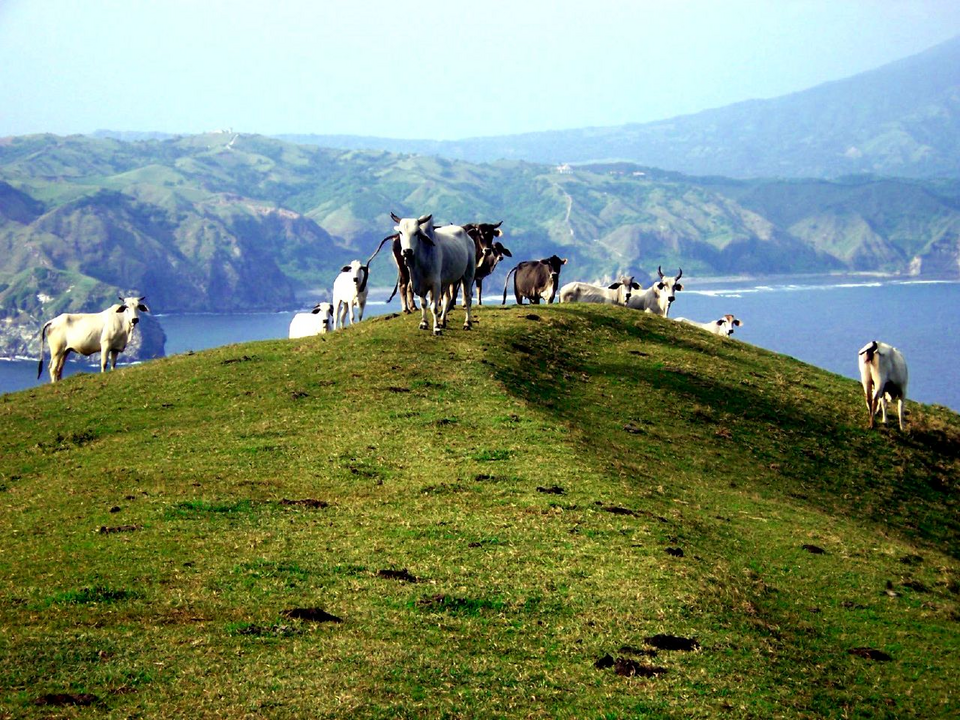 File:Goats in Batanes.png