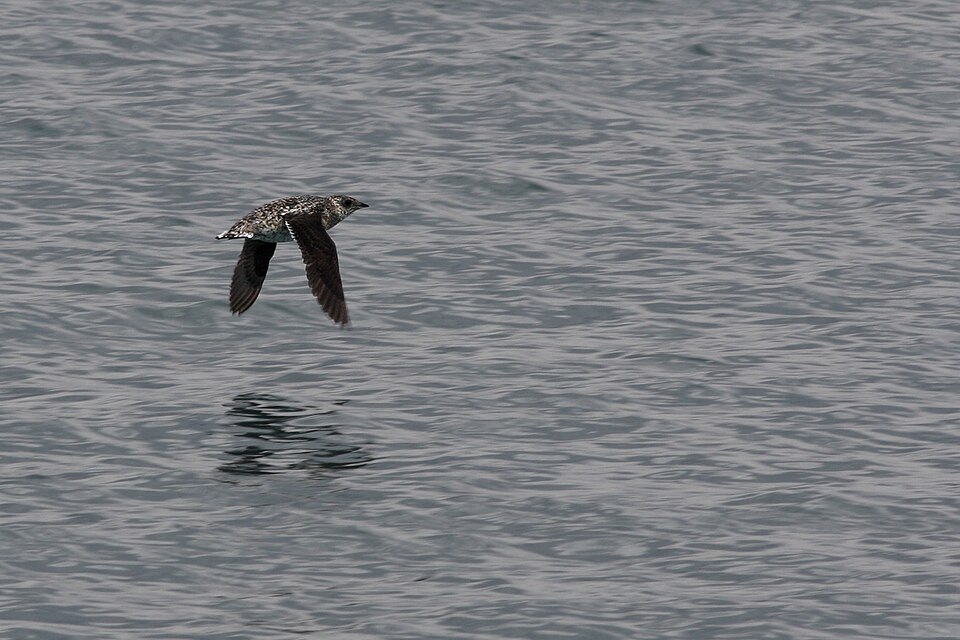 File:Kittlitzs murrelet 2 (ce82c8bb-1dd8-b71b-0b29-a0682fd3b30d).jpg