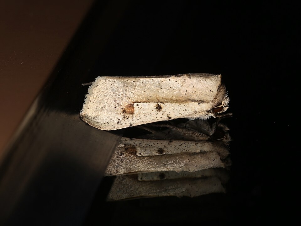 File:Leucania yu (26304558597).jpg