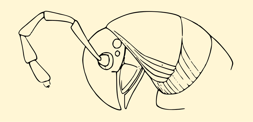 File:Prostemmiulus cooki.svg