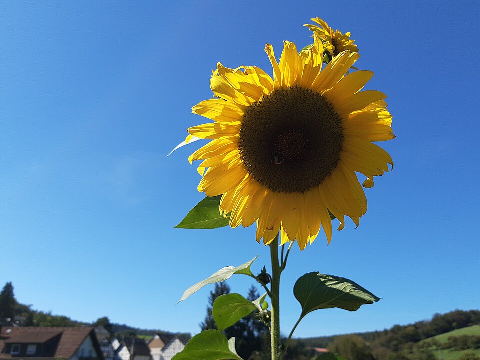 File:Sunflower against sky, Ehrenbach.jpg