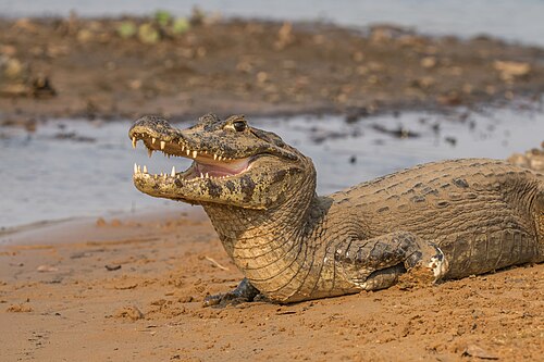 Yacare caimanCaiman yacareBrazil