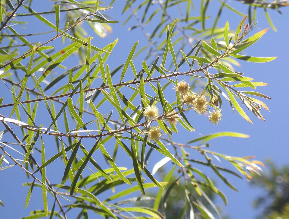 File:Acacia fimbriata foliage and flowers.jpg