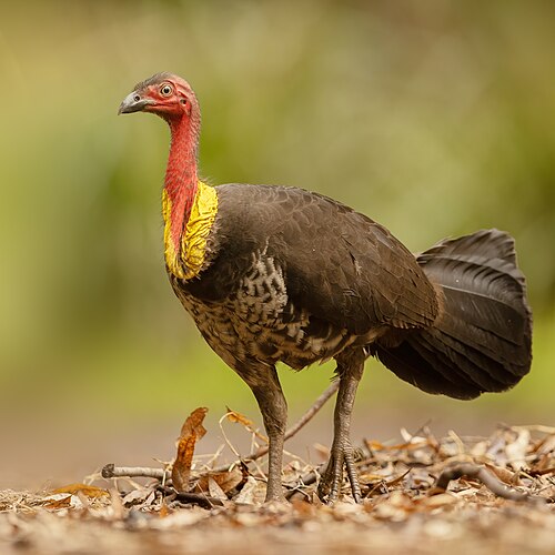 Australian brushturkey