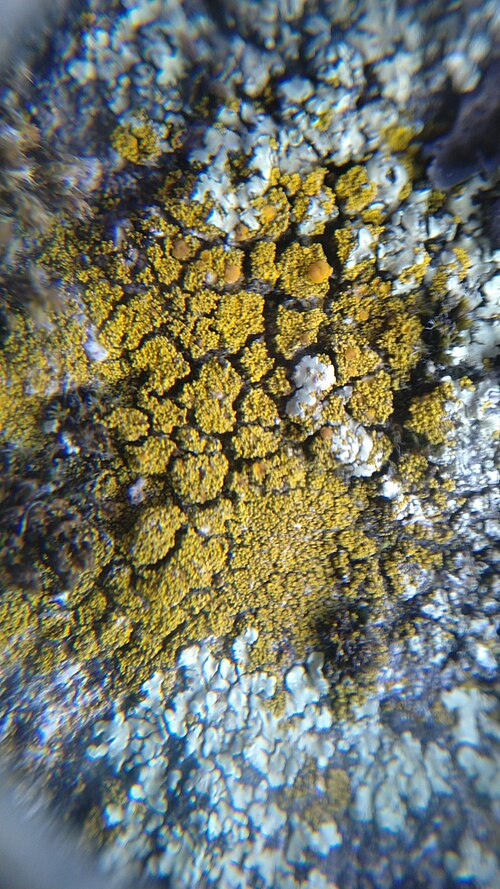File:Candelariella coralliza 43093607.jpg
