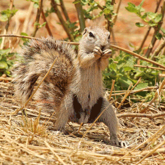Male eating, Tswalu Kalahari Reserve, South Africa