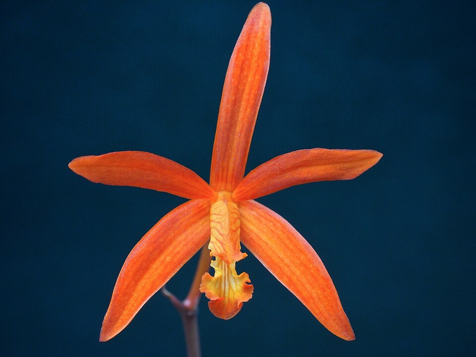 File:Cattleya colnagoi (11762787953).jpg