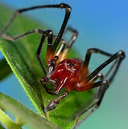 male Cheiramiona krugerensis
