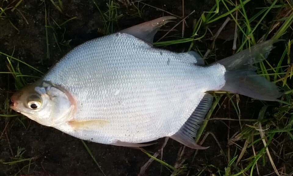 File:Citharinus congicus.jpg