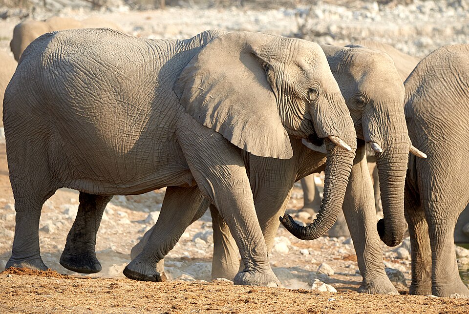 File:Elephant Harmony at Waterhole 2019-07-25.jpg
