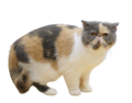 Exotic Shorthair