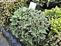Faucaria tigrina