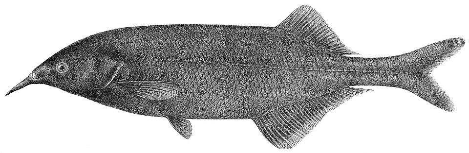 File:Gnathonemus longibarbis 2.jpg