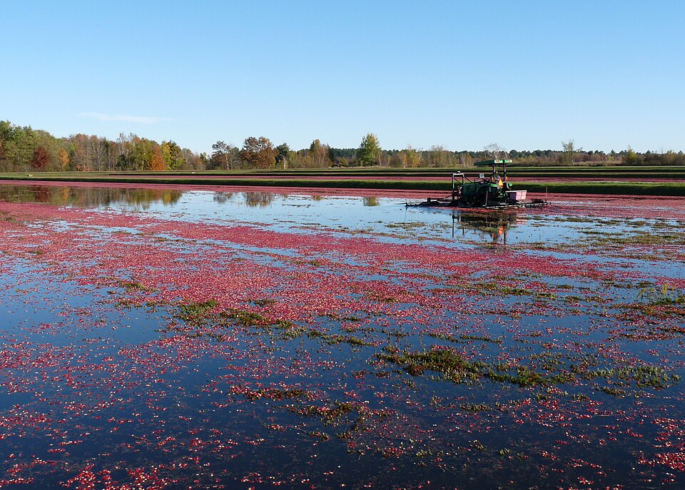 File:Harvesting cranberries in Cranmoor Wisc.jpg