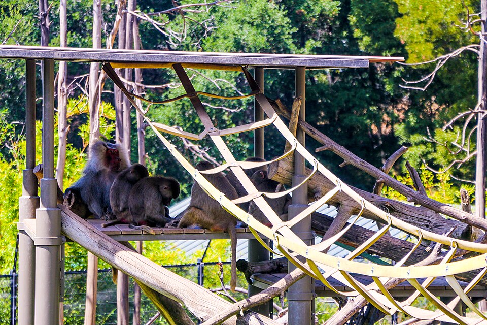 File:Hose2Habitat Oakland Zoo (48431016721).jpg