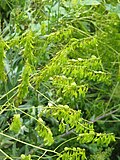 Isatis tinctoriafruits