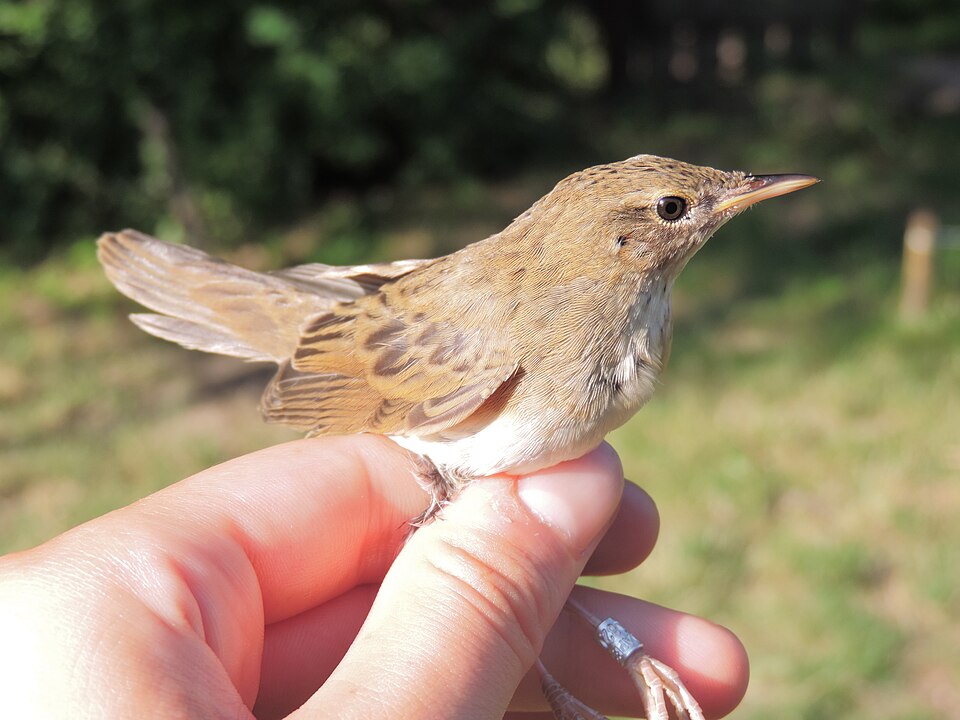 File:Locustelle tachetée - Locustella naevia.JPG
