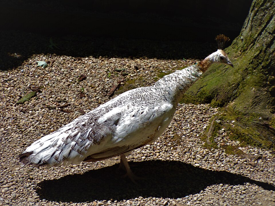 File:Peahen at the zoo.jpg