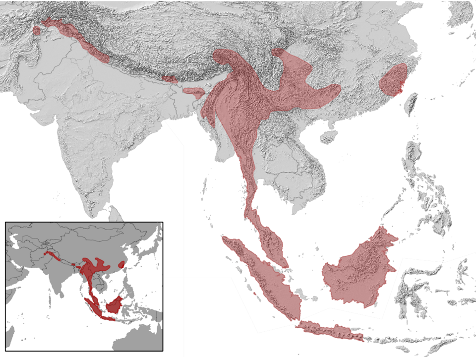 File:Petaurista petaurista distribution (gray, filled).png