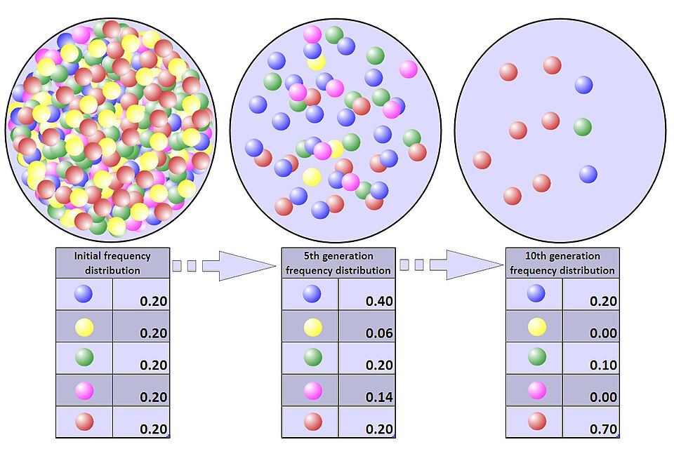 File:Population bottleneck.jpg