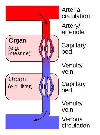 File:Portal venous system-en.svg