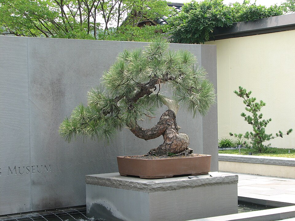 File:Western Yellow Pine, 1966-2007.jpg