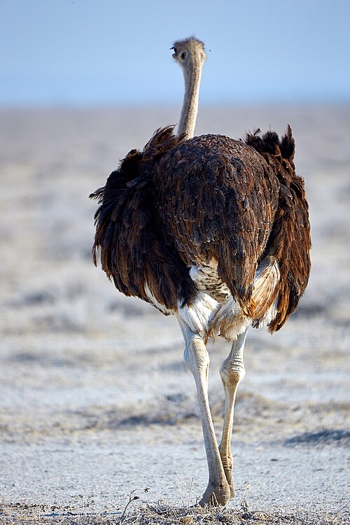 File:Young Leaving in Sunset 2019-07-24.jpg