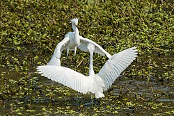 Males in breeding plumage fighting