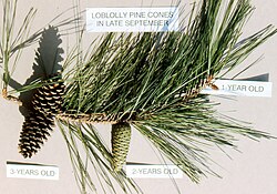 Loblolly pine branch with cones of different ages; two-year old cones will disperse seeds during fall and winter
