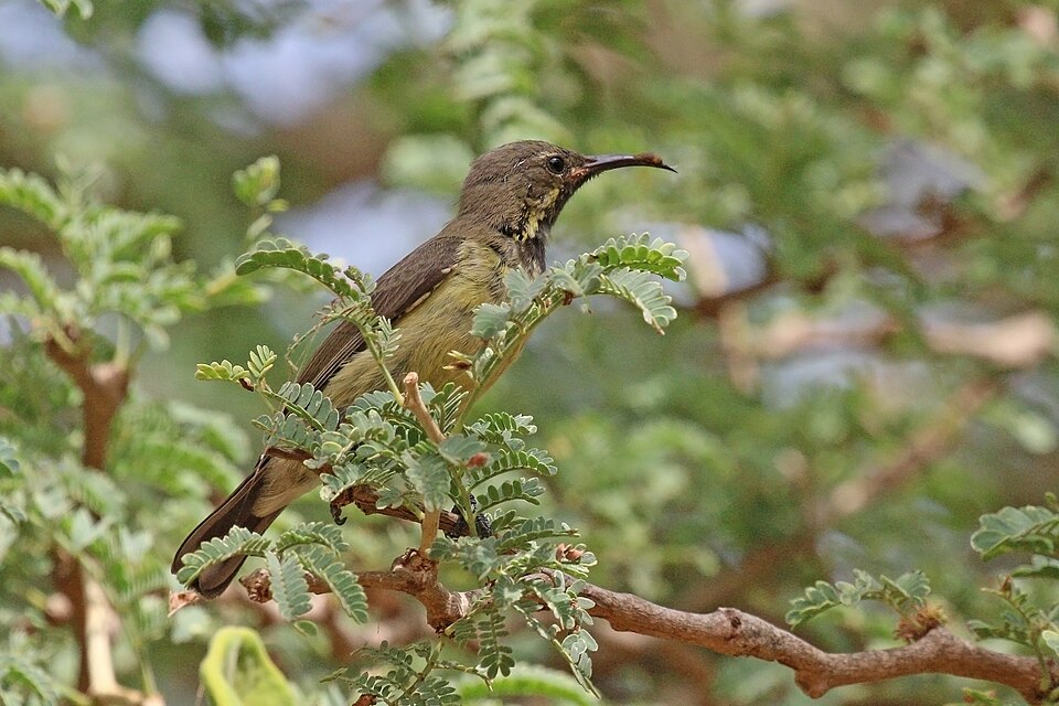 File:Beautiful sunbird (Cinnyris pulchellus pulchellus) juvenile.jpg