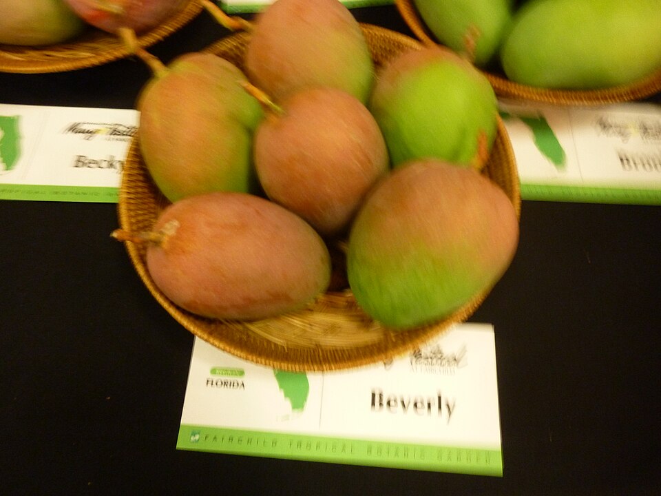 File:Beverly mango.JPG