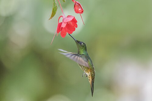 Buff-tailed coronet Boissonneaua flavescens tinochlora Ecuador