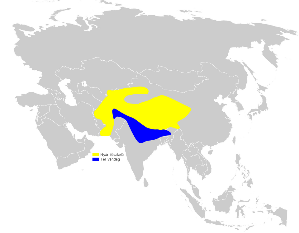 File:Calandrella acutirostris distribution map.png