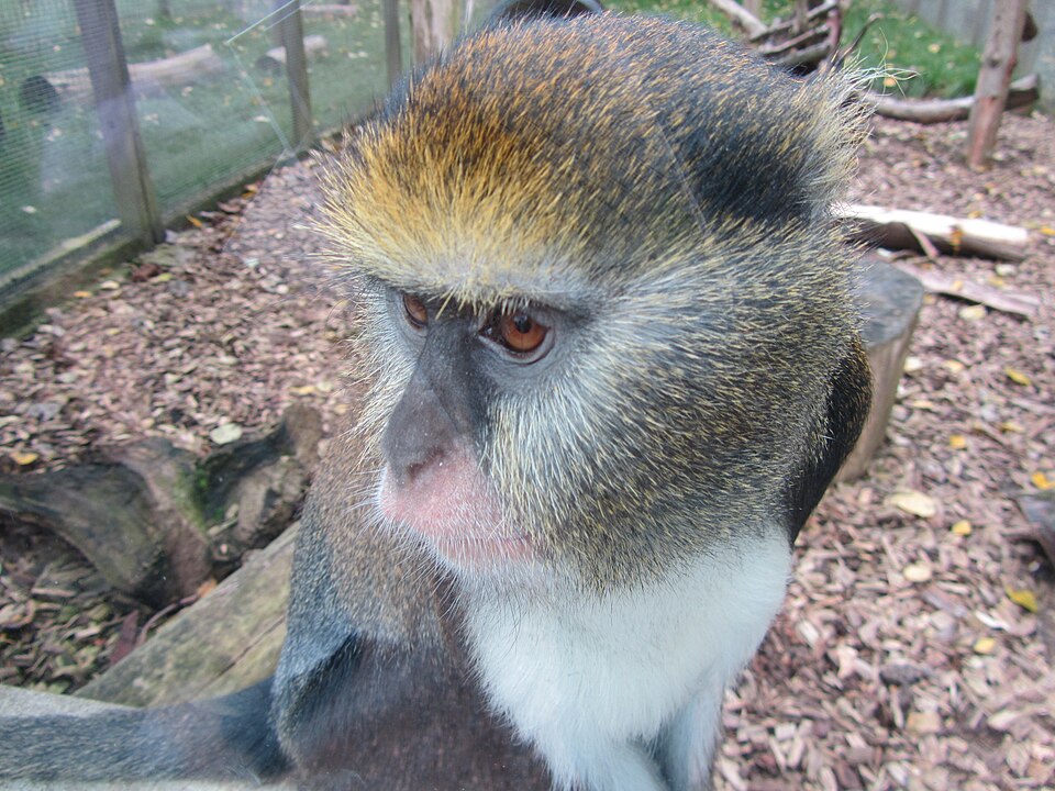 File:Cercopithecus campbelli lowei.JPG