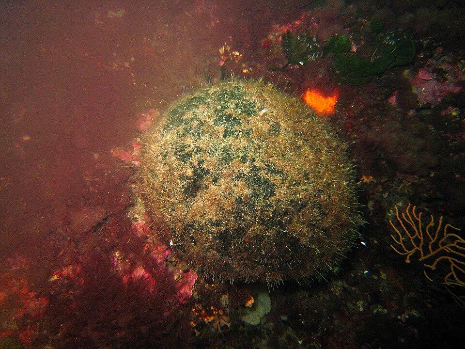 File:Codium bursa 2.JPG