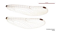 Female wings