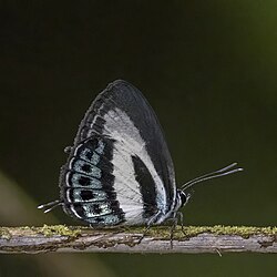Green-banded line-blue Nacaduba cyanea arinia Australia