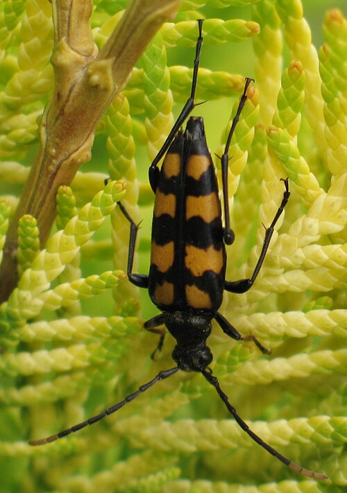 File:Leptura quadrifasciata (female).jpg