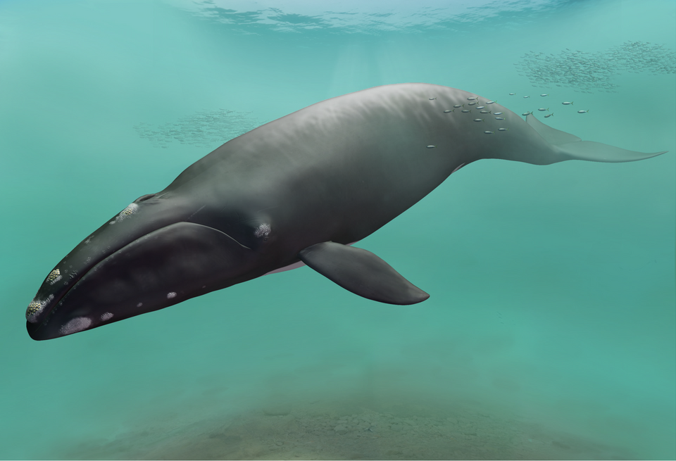 File:Megabalaena (life restoration).png