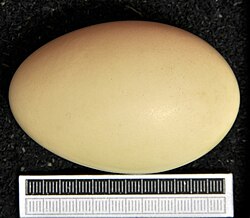 Egg, Collection Museum Wiesbaden