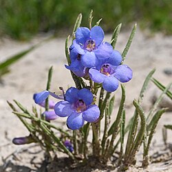 Close up of a small plant with the flower's opening visible showing the staminode covered in yellow-orange hairs inside the tube and five blue lobes spreading out from the flower's mouth.